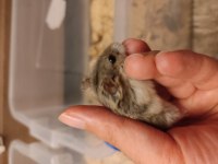 Çok Tatlı Minnak Yavru Hamster Çeşitleri Hamster