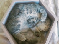 SAHİPLENDİRME Scottish Fold