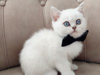 Teslime hazır erkek british shorthair yavrumuz