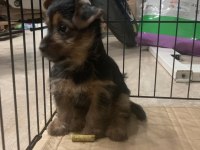 Yorkshire terrier
