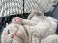 Safkan Scottish Fold