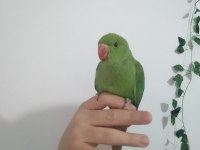 Yavru el besleme pakistan papağanı