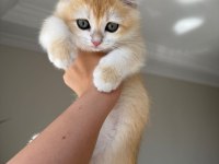 Ankaranın en elit golden british shorthair yavruları