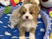 0 NUMARA MALTİPOO YAVRULAR (tuvalet eğitimli)