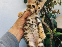 Show class bengal kedisi yavruları