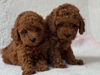 Toy Poodle Kore Kan Yavrularımız