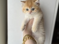By12 golden british shorthair dişi ped