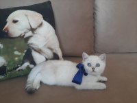 Yavrumu sahiplendiriyorum british shorthair