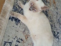 British shorthair kızımıza yeni yuva