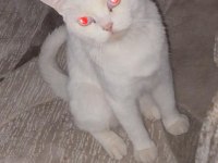 2 yaşında british shorthair 1 doğum yaptı