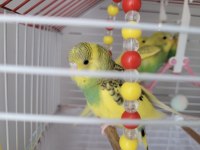 Yavru Muhabbet Kuşları Ele Alışkın