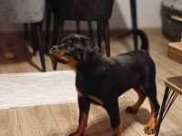 4 aylık dişi rottweiler