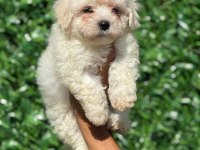 Muhteşem Malta Terrier Yavrular