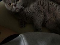 Lesley 6 Yaşında Dişi Scottish Fold Ücretsiz