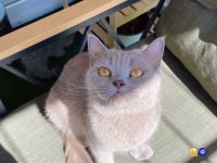 British Shorthair Kedimiz 2 Yaşında