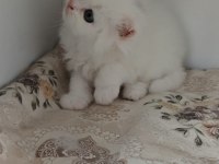 Minnoş bebek kediler