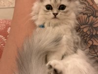 2.5 aylık chinchilla dişi kedimiz