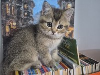 British shorthair kedisi