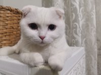1 Yaşında Scottish Shorthair