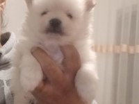 Pomeranian bebişler sıfır boy ilk aşıları yapıldı UYGUN