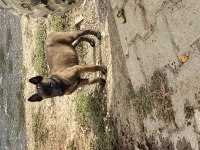 Irk ve sağlık garantili belçika kurdu yavrular