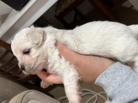 Korekan sıfır Maltese terrier