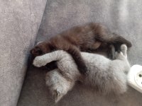 Scottish Fold British Shorthair yavrular