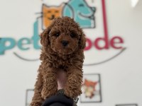 Petmode köpek çiftliğinde ziyarete açık toy poodle