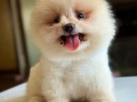 ORJİNAL TATLI POMERANİAN BOO KÖPEĞİMİZ