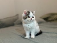 Van desen exotic shorthair yavrular