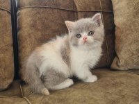 Bicolour Dişi Güzellik British Shorthair