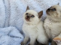 KOCAELİ DARICA MİNİK PATİ KEDİLER