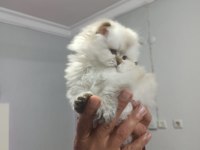 Güzel bebeğimiz british longhair