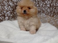 Mucize bebek pomeranian