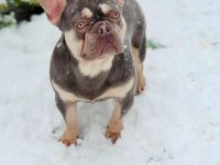 Egzotik french bulldog bebekler yeni yuvasını bekliyor