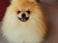 Pomeranian köpeğimiz aslan vizyona girdi