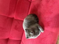 Ücretsiz yeni aile scottish fold