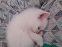 British shorthair yavrularım teslime hazır