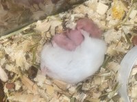 Hamster ele alışkın para için satmıyorum yerim yok