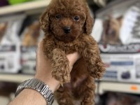 Toy Poodle Sıfır Boy Yavrularımız