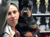 European pedigreli doberman yavrular
