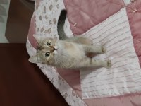 Golden British Shorthair
