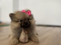 Sevimli Surat Pomeranian Boo