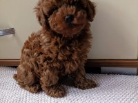 2 Aylık Dişi Toy Poodle