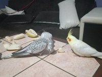 2 aylık sultan papağanı