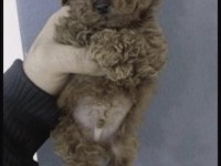 Toy Poodle Köpeği