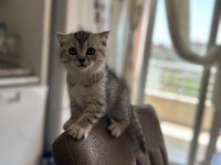 Scottish fold kediler