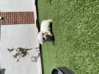 Dişi yavru köpekler
