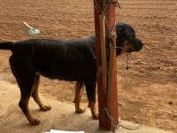 2 erkek ve 3 dişi safkan Macar Koca Kafa Rottweiler Köpekler