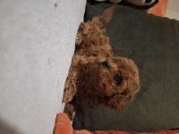 Minik poodle prensesiniz sizi bekliyor